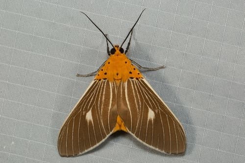 Producta Tiger Moth