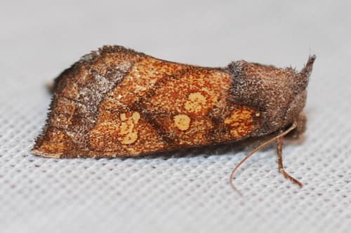 Aster Borer Moth