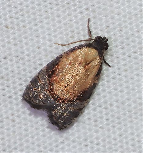 Asthenoptycha encratopis