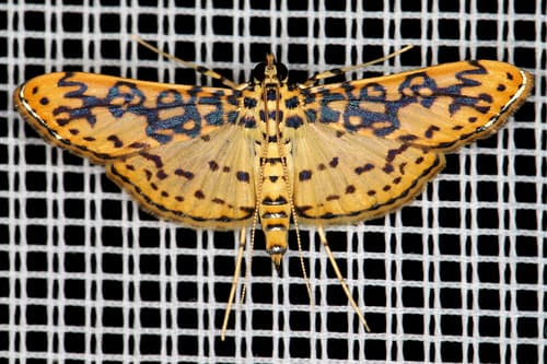 Asturodes fimbriauralis