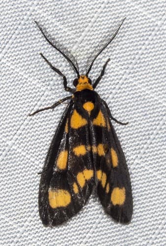 None widely established