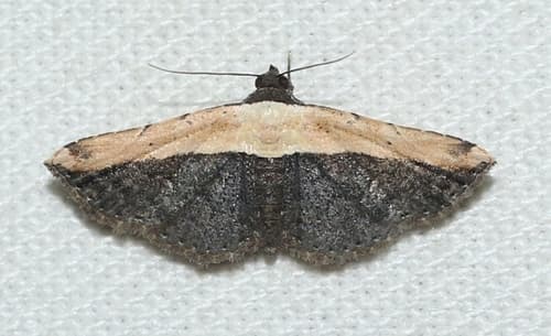 No common name found