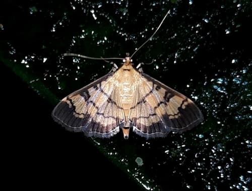 Ategumia matutinalis moth