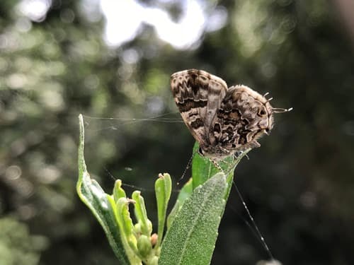 Aubergina vanessoides