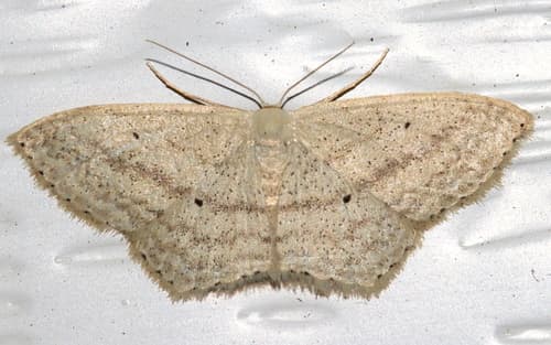 Australian Cream Wave