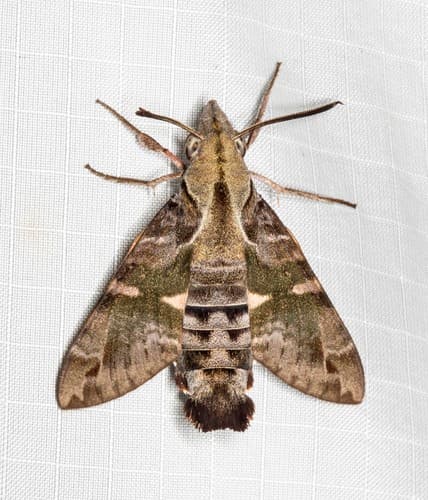 Australian Hummingbird Hawkmoth