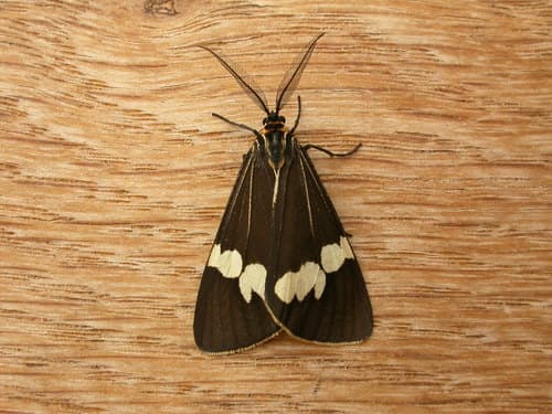 Australian magpie moth