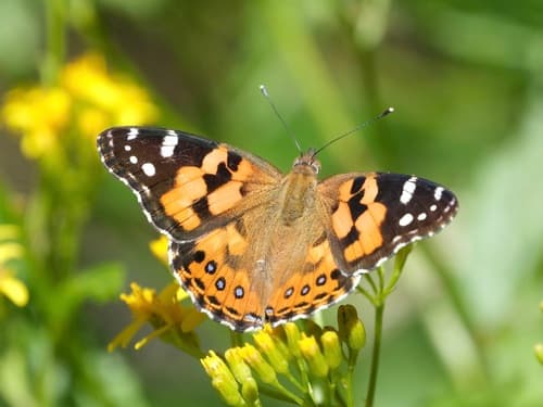 Australian Painted Lady