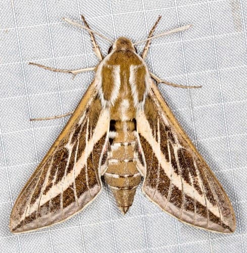 Australian Striped Hawk Moth