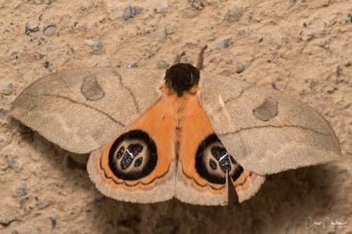 Liberia Eyed Silkmoth
