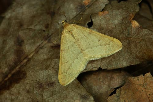 Autumn alsophila moth