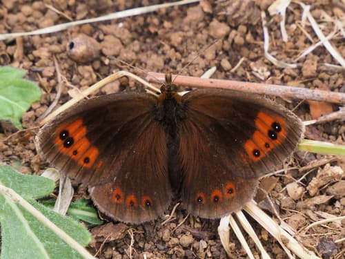Autumn Ringlet
