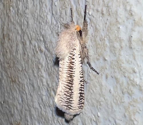 Azygophleps albovittata