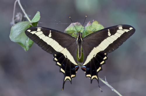 Bahamian Swallowtail