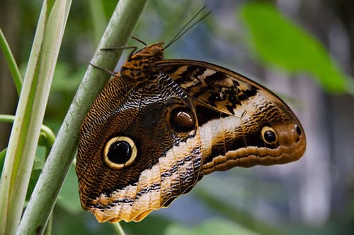Banded Owl-Butterfly
