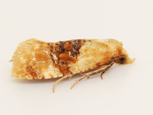 Banded Sunflower Moth