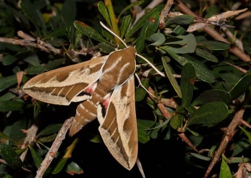 Barbary Spurge Hawk-moth