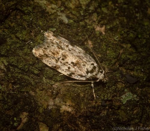 Nymphic Barea Moth