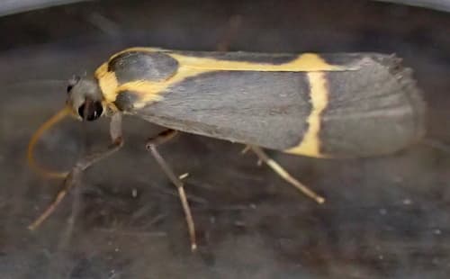 Barnes' Lichen Moth