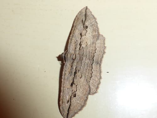 Barred Coprosma Carpet