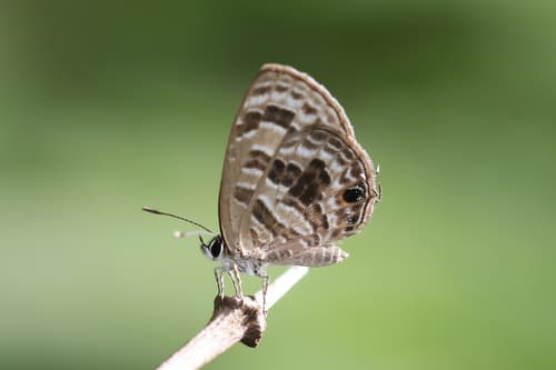 Barred Lineblue
