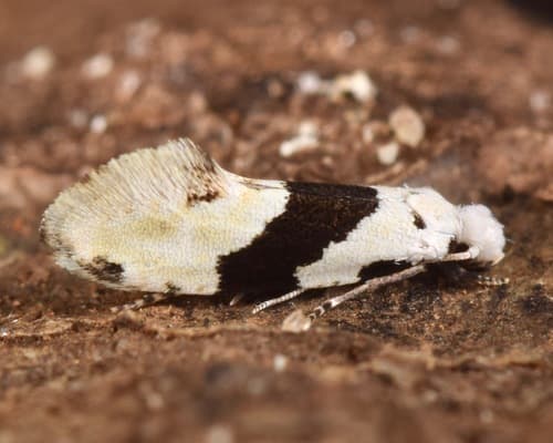 Barred White Clothes Moth