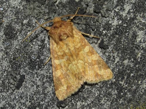 Barrett's Marbled Coronet