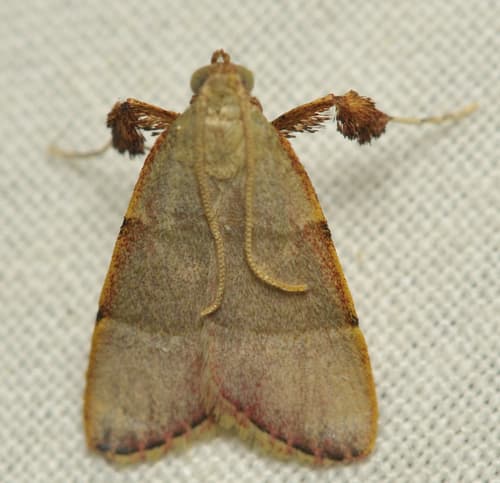 No widely recognized common name