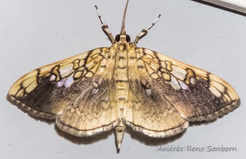 Basswood Leafroller Moth