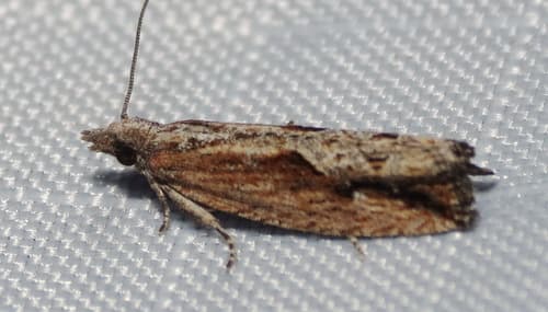 Bayberry Leaftier Moth