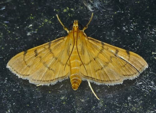 Bean-leaf Webworm Moth