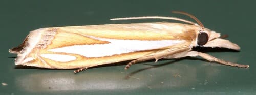 Beautiful Grass-veneer