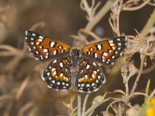 Behr's Metalmark