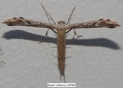 Belfrage's Plume Moth