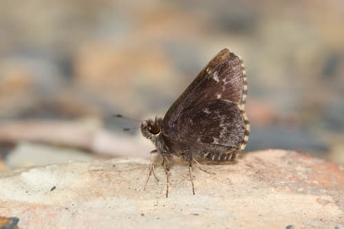 Bell's Roadside-Skipper