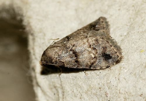 Bellulia galsworthyi