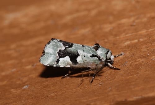 Beloved Emarginea Moth