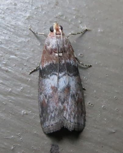 Belted Leafroller Moth