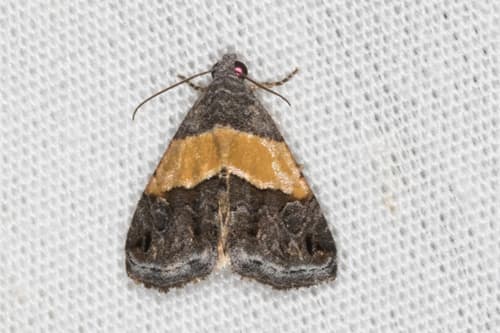 Belted Tripudia Moth