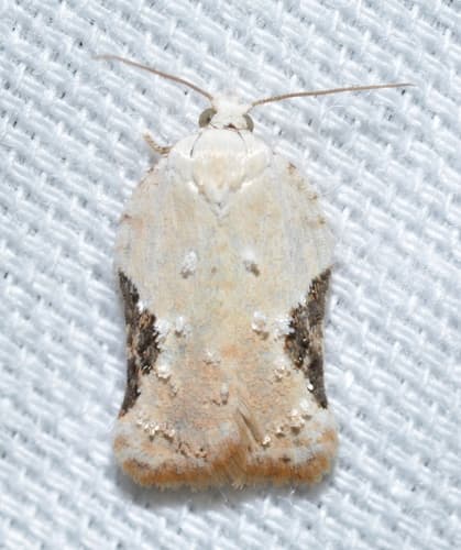 Bent-winged Acleris Moth