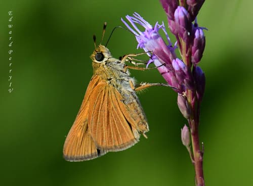 Berry's Skipper