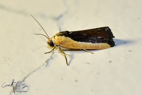 Bicolored Bird-dropping Moth