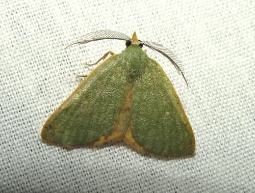 Bicolored Chloraspilates Moth