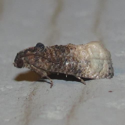 Bicolored Ecdytolopha Moth