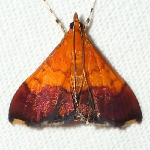 Bicolored Pyrausta Moth
