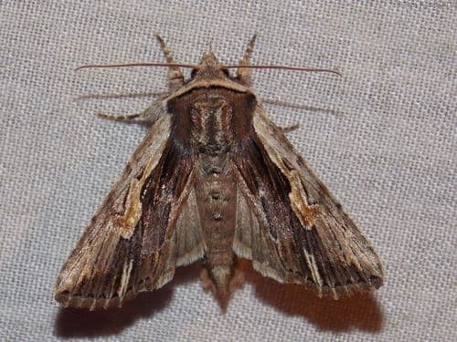 Bicolored Woodgrain Moth