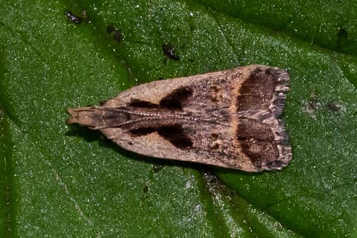Bilobed Dichomeris Moth