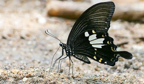 Black and White Helen