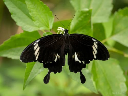 Black-and-white Helen Swallowtail