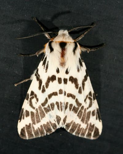 black-and-white tiger moth